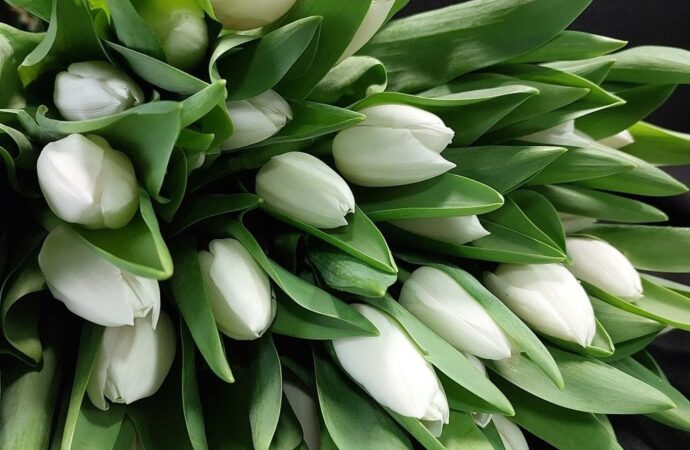 Wunderschne Weisse Tulpen Bedeutung Bild