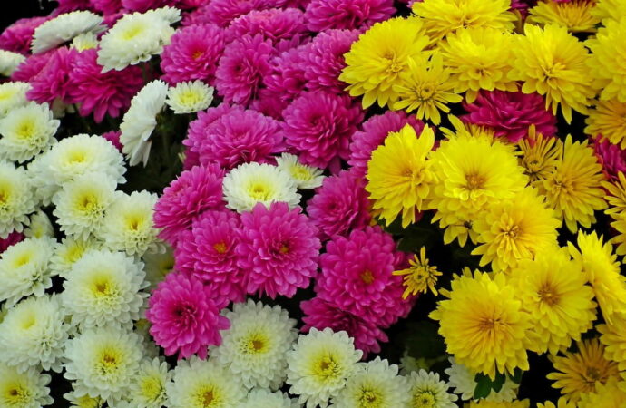 Weiße, pinkfarbene und gelbe Chrysanthemen dicht beieinander: die Geburtsblume November in drei Farbvarianten