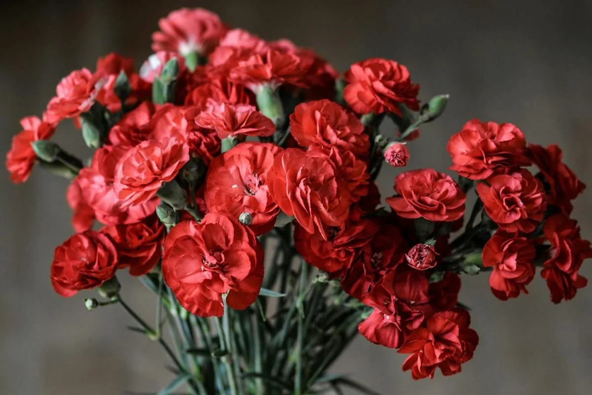 Rote Nelken in voller Bluete -- die Nelke (Dianthus) bedeutet in der Blumensprache Liebe und Faszination