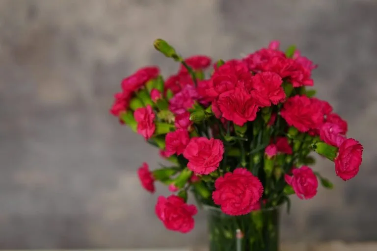Rosa Nelken in einer Glasvase als Schnittblumen -- Dianthus caryophyllus