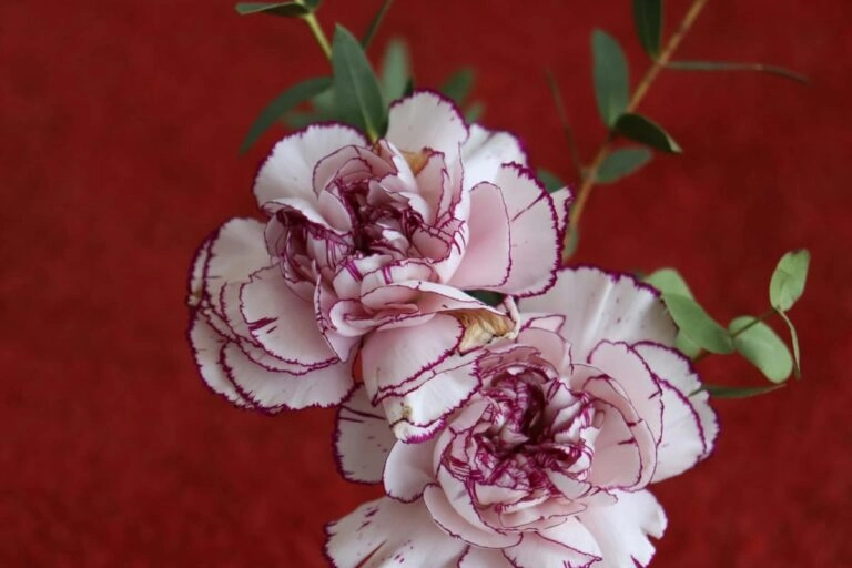 Ziernelke Dianthus Nahaufnahme mit gezackten Bluetenblaettern