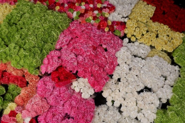 Nelken in vielen Farben – rot, rosa, weiß, gelb und grün – auf einem Blumenmarkt