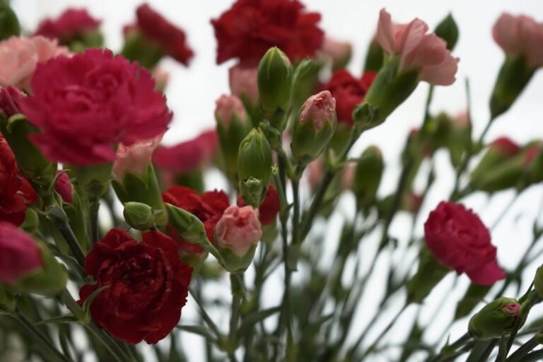 Rosa und rote Nelken in einem Strauß – Dankbarkeit und Leidenschaft