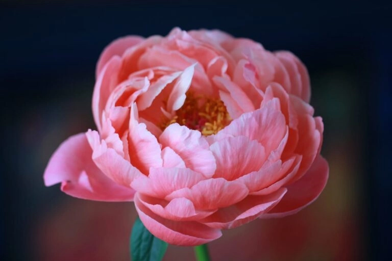 Geöffnete Pfingstrosenblüte Nahaufnahme einer geöffneten rosa Pfingstrosenblüte mit Staubblättern