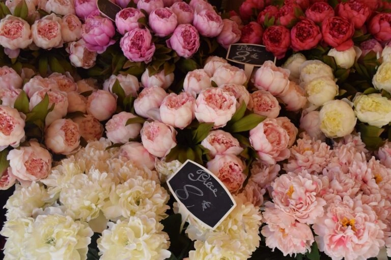 Frische Pfingstrosen als Schnittblume am Blumenstand mit Preisschildern