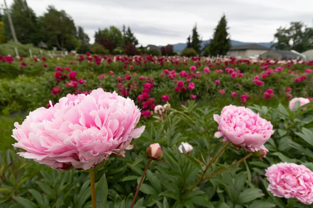 Blühendes Pfingstrosen-Feld im Freiland während der Hauptsaison von Mai bis Juni