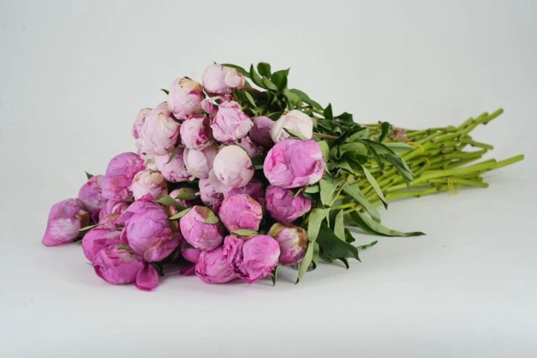 Frisch geschnittene Pfingstrosen in Knospe und Blüte als Bund