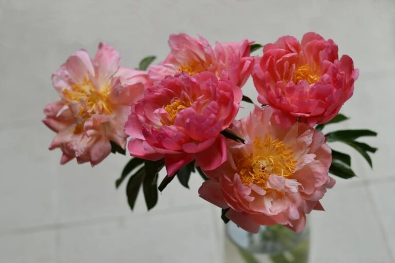 Korallenfarbene Pfingstrosen in einer Vase zum Geburtstag