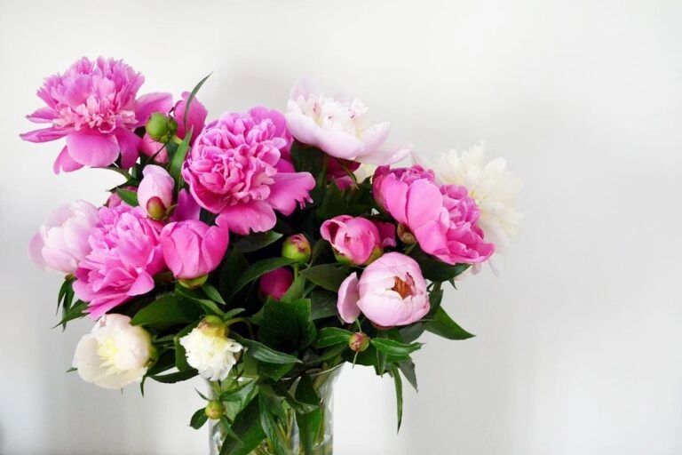 Rosa und weiße Pfingstrosen in einer Vase zum Muttertag