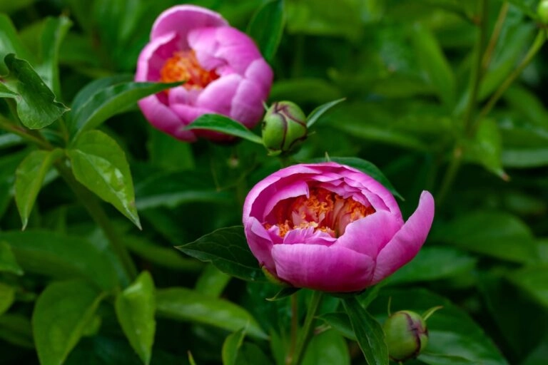 Pfingstrose mit geöffneter Blüte neben geschlossener Knospe im Vergleich