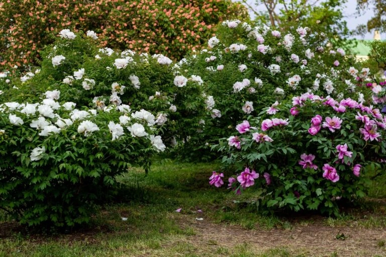 Weiße und rosa Pfingstrosen nebeneinander als frühe und späte Sorten