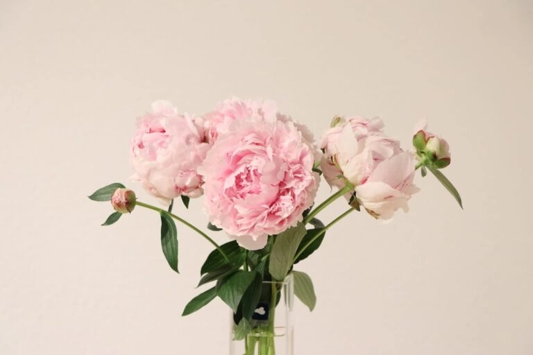 Strauß rosa und weißer Pfingstrosen in einer Glasvase am hellen Fenster