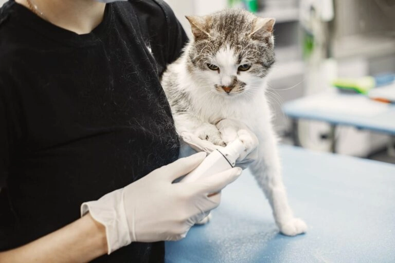 Tierärztliche Untersuchung einer Katze Tierärztin untersucht eine Katze in der Tierarztpraxis