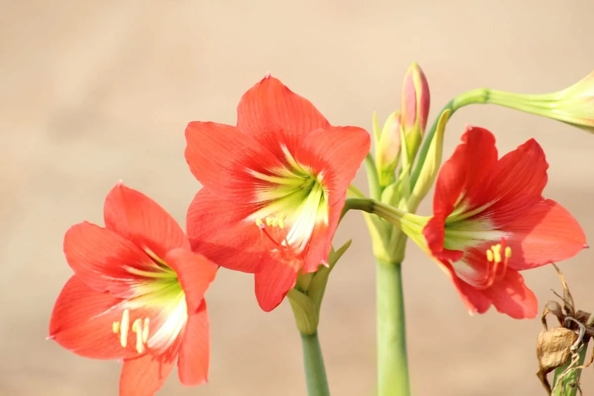 Rote Amaryllis als Symbol für Stolz, Schönheit und die Weihnachtszeit