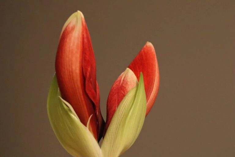 Amaryllis-Stiel mit geöffneter Blüte und geschlossenen Knospen