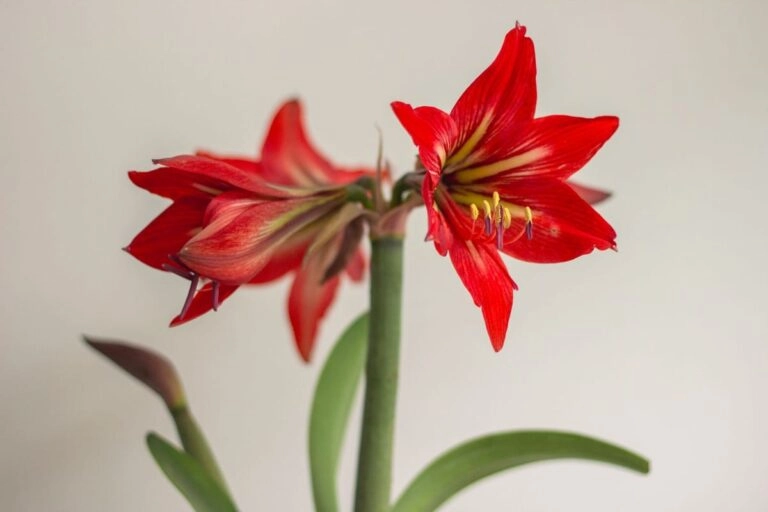 Makroaufnahme einer roten Amaryllis mit der typischen trompetenförmigen Blüte