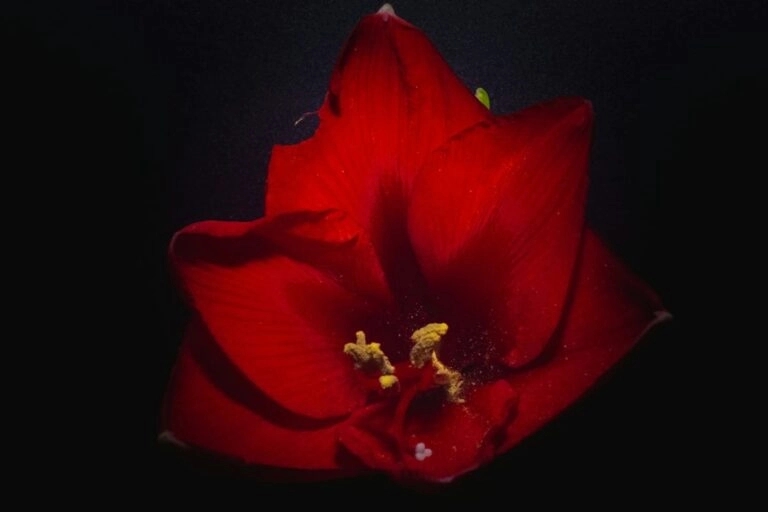 Rote Amaryllis als Anspielung auf die antike Hirtin Amaryllis und die Namensherkunft
