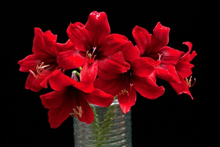 Rote Amaryllis als Schnittblume in einer hohen Vase auf einem Wohnzimmertisch