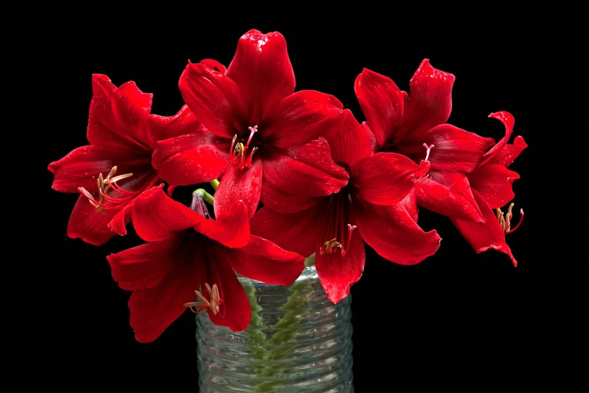 Rote Amaryllis als Schnittblume in einer hohen Vase auf einem Wohnzimmertisch