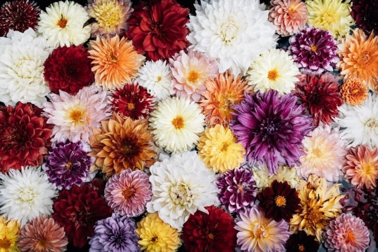 Farben der Dahlie und ihre Bedeutung: Weiß, Gelb, Rot und Violett Dahlienblüten in Weiß, Gelb, Rot und Violett nebeneinander: jede Farbe trägt eine eigene Zuschreibung