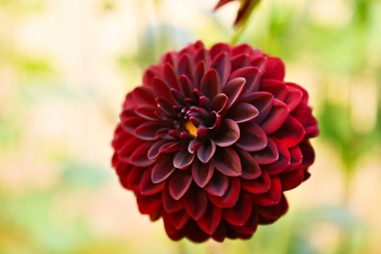 Schwarze Dahlie: Bedeutung der fast schwarzen, dunkelroten Blüte Sehr dunkle Dahlienblüte aus der Nähe: das tiefe Schwarzrot ist erkennbar, echtes Schwarz gibt es nicht