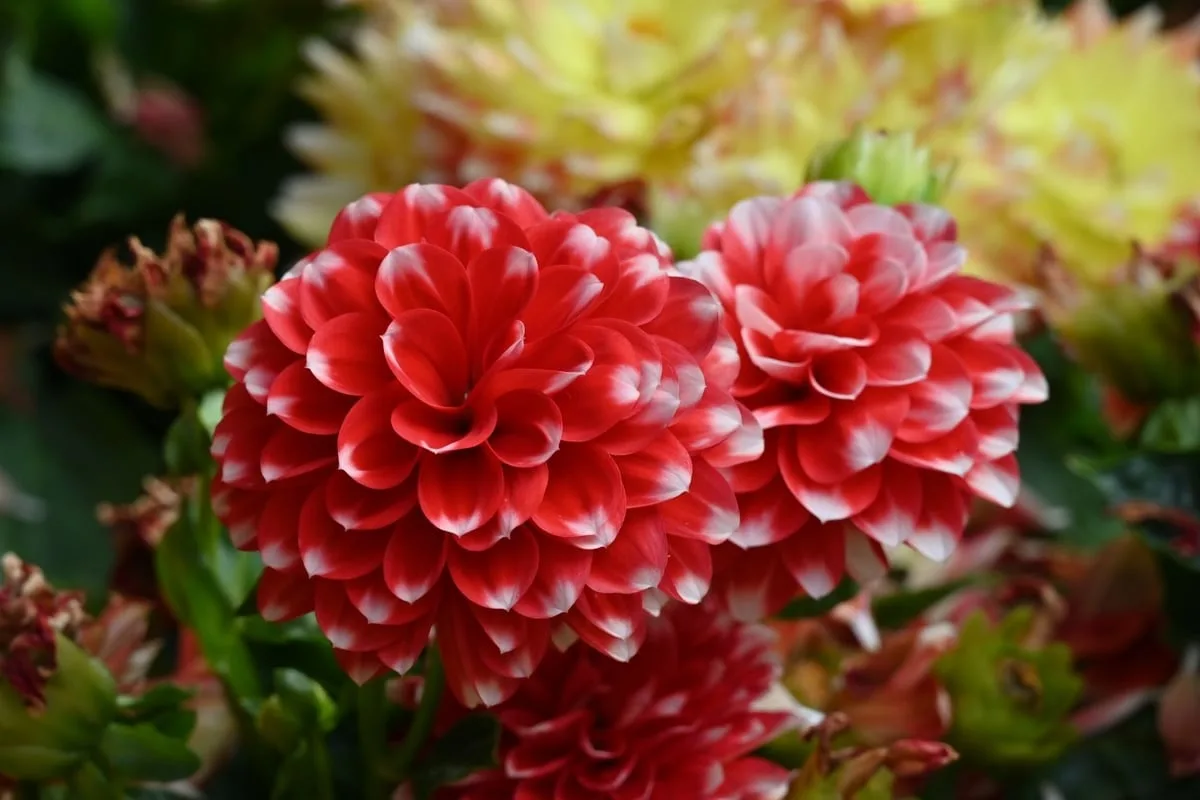 Rot-weiße und gelbe Dahlien mit dicht geschichteten Zungenblüten stehen für eine Bedeutung zwischen Würde und alter Unbeständigkeit