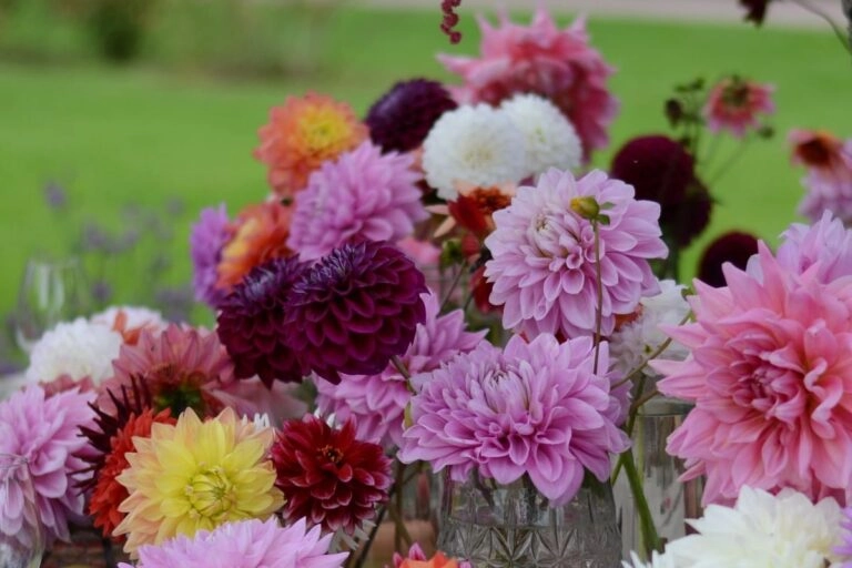 Dahlien als Tischdeko der Hochzeit in kleinen Glasvasen entlang der Tafel