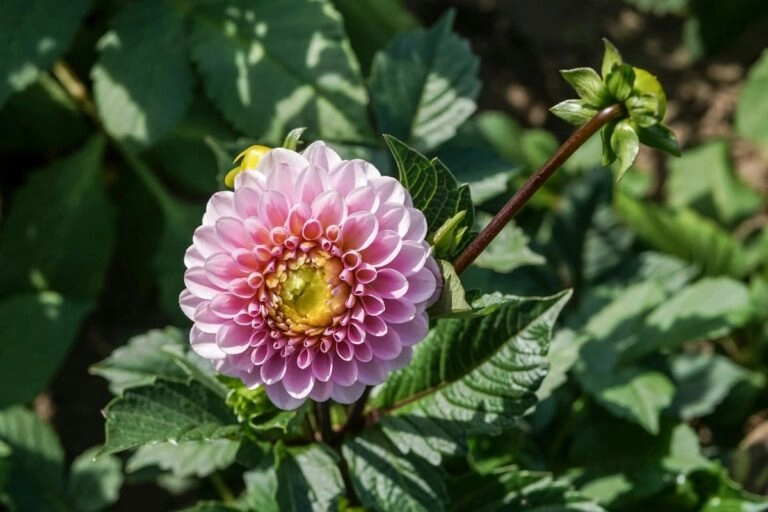 Offene Dahlienblüte neben einer fest geschlossenen grünen Knospe, die sich nach dem Schnitt in der Vase nicht mehr öffnen wird