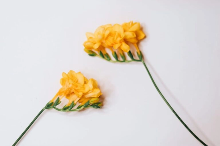 Nahaufnahme einer gelben Freesienblüte Nahaufnahme einer Freesienblüte mit der typischen einseitig gebogenen Ähre