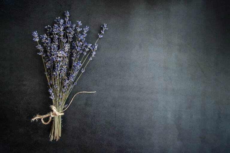 Getrockneter Lavendel: gebundener Bund für Deko und Duftsäckchen Gebundener Bund getrockneter Lavendel auf dunklem Grund: die ältere Deutung des Lavendels stammt aus dem 19. Jahrhundert