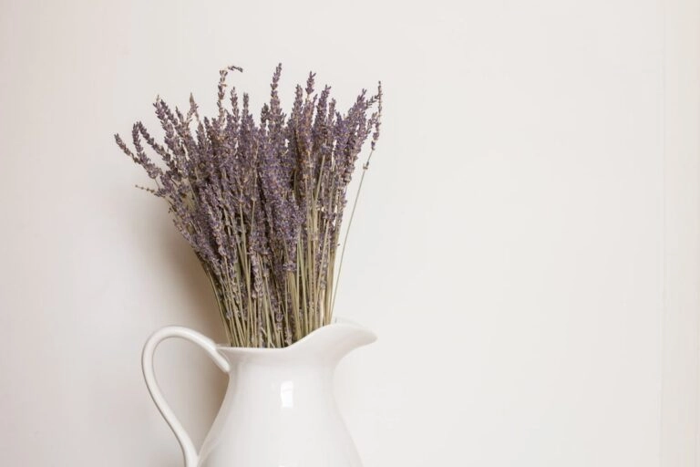 Trockenstrauß aus getrocknetem Lavendel in einer weißen Keramikkanne vor heller Wand, die Stiele stehen locker gefächert