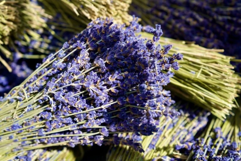 Getrockneter Lavendel im Dunkeln aufbewahrt: die Blüten behalten ihre violette Farbe statt auszubleichen
