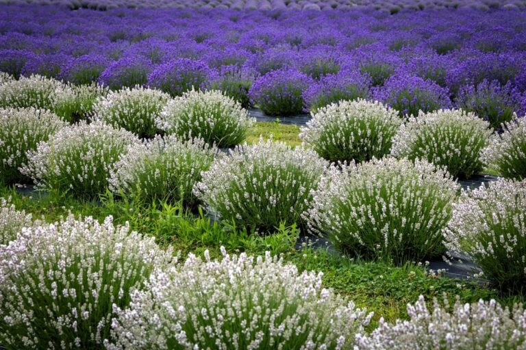 Blütenfarben des Lavendels von Weiß bis Dunkelviolett im Feld Weiß blühender und violetter Lavendel nebeneinander im Feld: die Blütenfarbe ändert die Bedeutung des Lavendels nicht