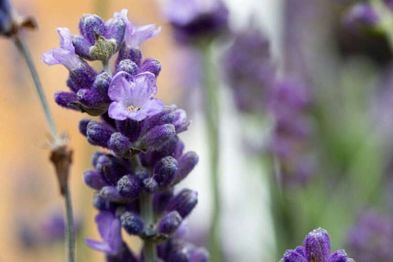 Bedeutung des Lavendels in der Blumensprache: Ruhe und Reinheit Einzelne Lavendelähre in Nahaufnahme: die violetten Blütenquirle am Stiel, Sinnbild für die Bedeutung von Ruhe und Hingabe