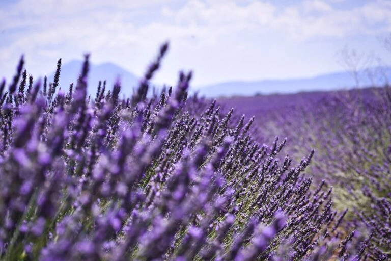 Lavendel und seine Bedeutung: Symbolik, Farben und Herkunft Blühendes Lavendelfeld im Mittelmeerraum, Heimat des Echten Lavendels, dessen Name vom lateinischen lavare für waschen stammt