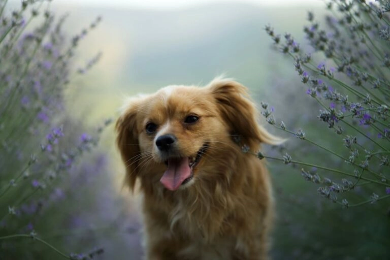 Hund neben blühendem Lavendel im Garten: für Hunde fällt die Einschätzung entspannter aus als für Katzen