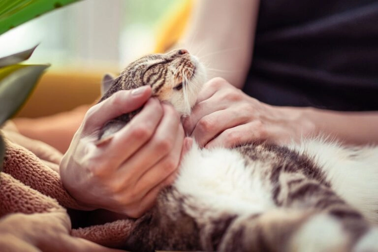 Katze wird aufmerksam beobachtet: Anzeichen nach Kontakt mit Lavendelöl früh erkennen
