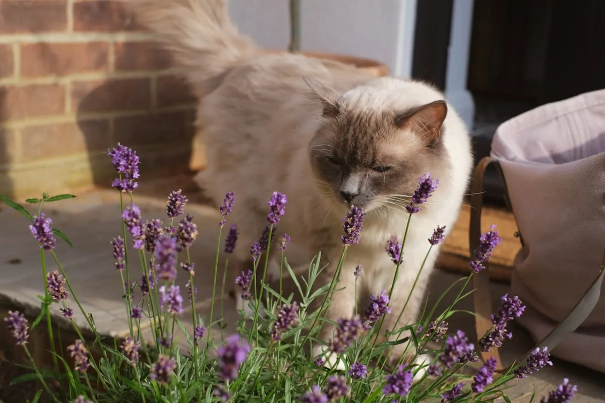 Katze schnuppert an einem blühenden Lavendelbusch im Garten: Die Pflanze gilt zwar als giftig, die Giftdatenbank nennt aber nur milde Beschwerden