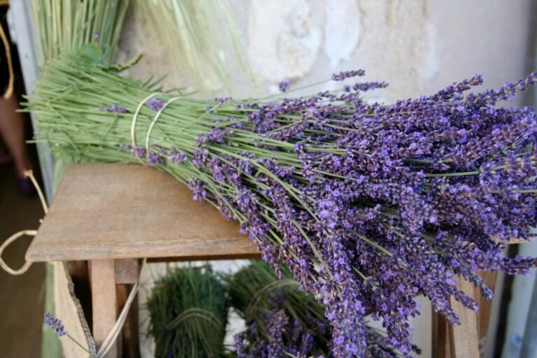 Frisch geschnittener Lavendel zu einem handlichen Bündel gefasst, bereit zum Zusammenbinden und Aufhängen