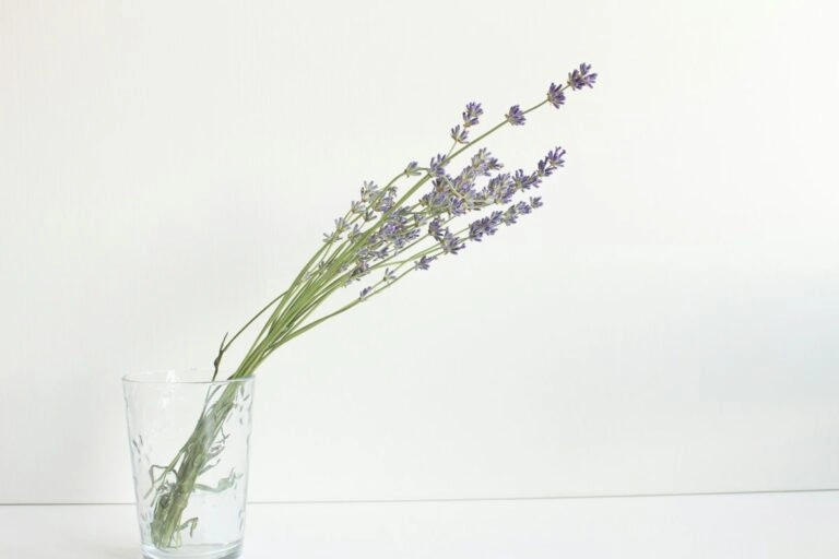Frischer Lavendelstrauß in einem schlichten klaren Glas vor hellem Hintergrund, die dünnen Stiele mit den violetten Ähren neigen sich nach rechts