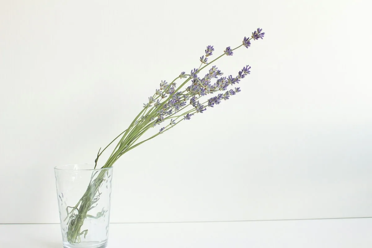 Frischer Lavendelstrauß in einem schlichten klaren Glas vor hellem Hintergrund, die dünnen Stiele mit den violetten Ähren neigen sich nach rechts
