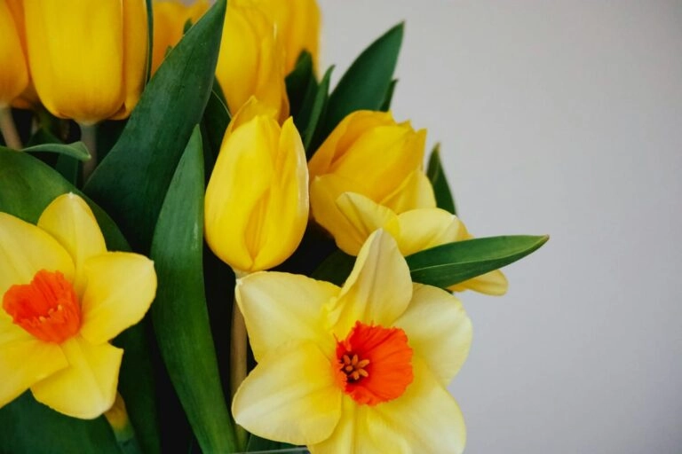 Gelbe Narzissen und Tulpen gemeinsam in einer Frühlingsvase