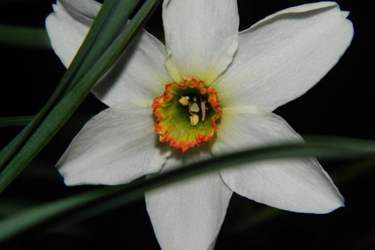 Vergleich: gelbe Osterglocke mit Trompete und weiße Dichternarzisse Narcissus poeticus