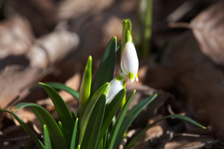 Märzenbecher (Leucojum vernum) mit hängenden weißen Glöckchen und grünem Punkt