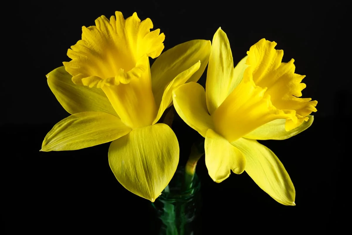 Gelbe Osterglocke (Narcissus pseudonarcissus) mit langer Trompete in Nahaufnahme