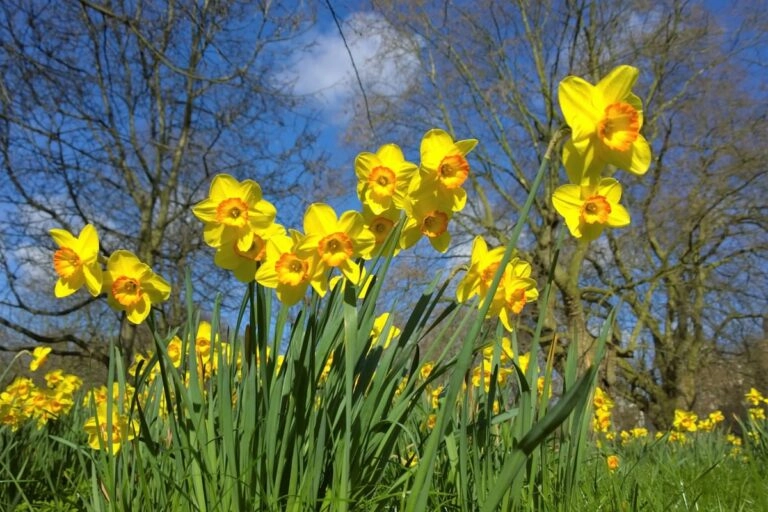 Wiese mit blühenden gelben Osterglocken im Frühling