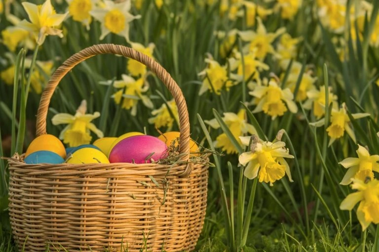Narzissen als frühlingshafter Ostergruß Narzissen als frühlingshafter Ostergruß zum Verschenken