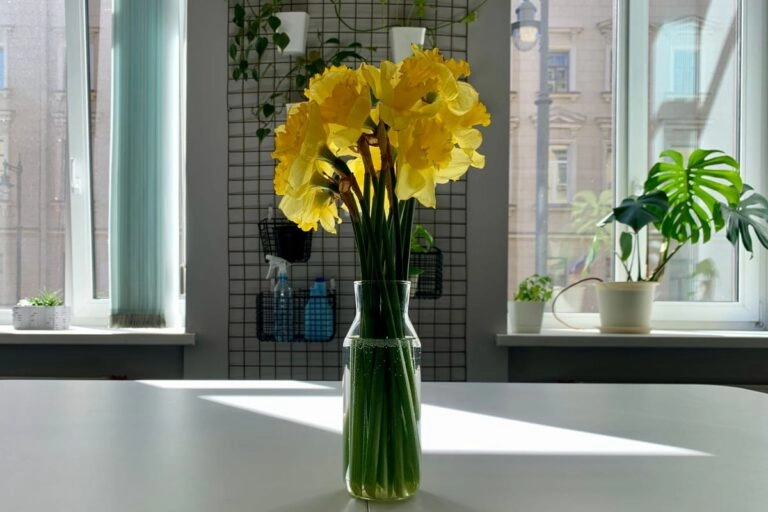Narzissen und ihre Bedeutung: Symbolik, Farben und Anlässe Strauß gelber Narzissen in einer Vase als Symbol für Frühling und Neuanfang