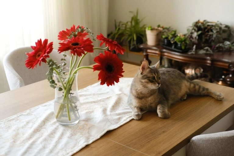 Katzensicherer Strauß mit ungiftigen Gerbera neben einer entspannten Katze