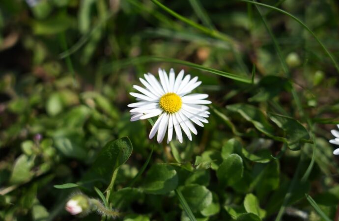 Gänseblümchen in Nahaufnahme: kleines weißes Köpfchen mit gelber Mitte über einer grundständigen Blattrosette, die Geburtsblume des Aprils